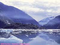 icebergs in Tracy Arm