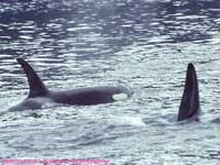 orcas