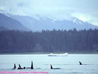 orcas in Frederick Sound
