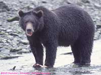 grizzly bear with salmon