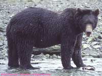 grizzly bear