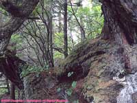 Tongass National Forest