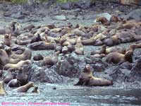 Stellar sea lions