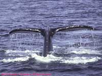 humpback whale fluking