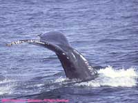 humpback whale fluking