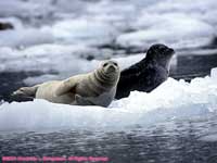 seals at Leconte Glacier