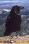 raven