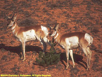pronghorn antelopes