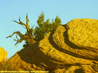 eroded rocks and old tree