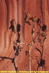 dead plant and shadows on the wall