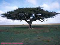 Acacia