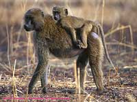 Baboon with Baby