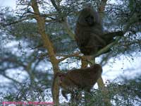 In a tree