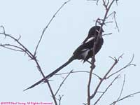 magpie shrike