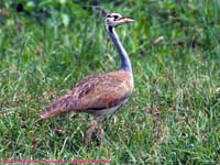 In grass