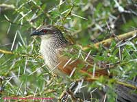 In an acacia