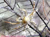 decorator crab on feather hydroid