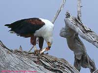 Fish Eagle