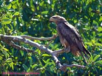 In Ngorongoro Crater