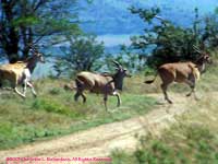 Three Elands