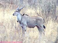 one eland