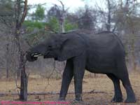 Eating tree