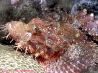 scorpion fish portrait