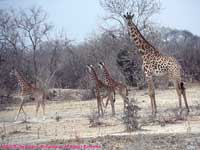 mother with triplets