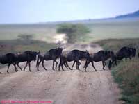 Crossing the road