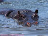 Hippo in water