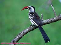 Red-billed Hornbill