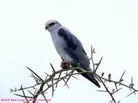 On an acacia branch