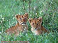 Lion Cubs