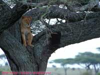 In a Tree