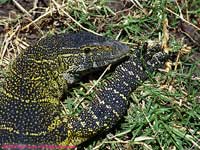 Monitor Lizard