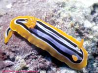 Chromodoris hamiltoni