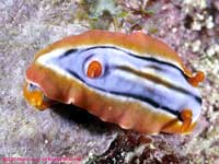 Chromodoris hamiltoni