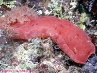 Hexabranchus sanguineus