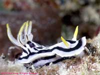 Chromodoris boucheti