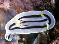 Chromodoris boucheti