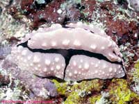 Phyllidiopsis shireenae