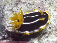 Chromodoris africana