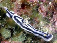 Chromodoris boucheti