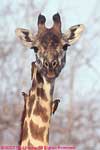 on giraffe's neck