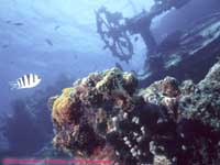 Fishing boat wreck