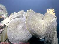 Corallimorphs