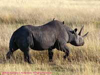 Rhino with Birds