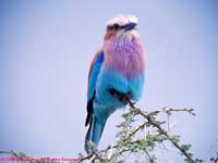 Lilac-breasted Roller