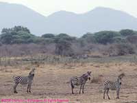 herd in Ruaha