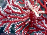 red squat lobster on fan